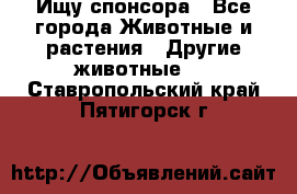 Ищу спонсора - Все города Животные и растения » Другие животные   . Ставропольский край,Пятигорск г.